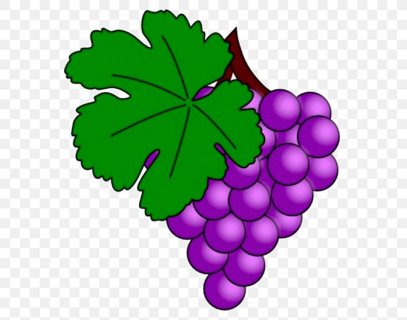 Common Grape Vine Juice Grape Leaves Clip Art, PNG, 600x645px, Common Grape Vine, Flowering Plant, Food, Fruit, Grape Download Free