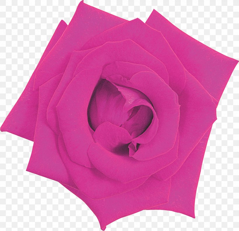 Garden Roses Pink M, PNG, 1306x1261px, Garden Roses, Flower, Garden, Magenta, Petal Download Free