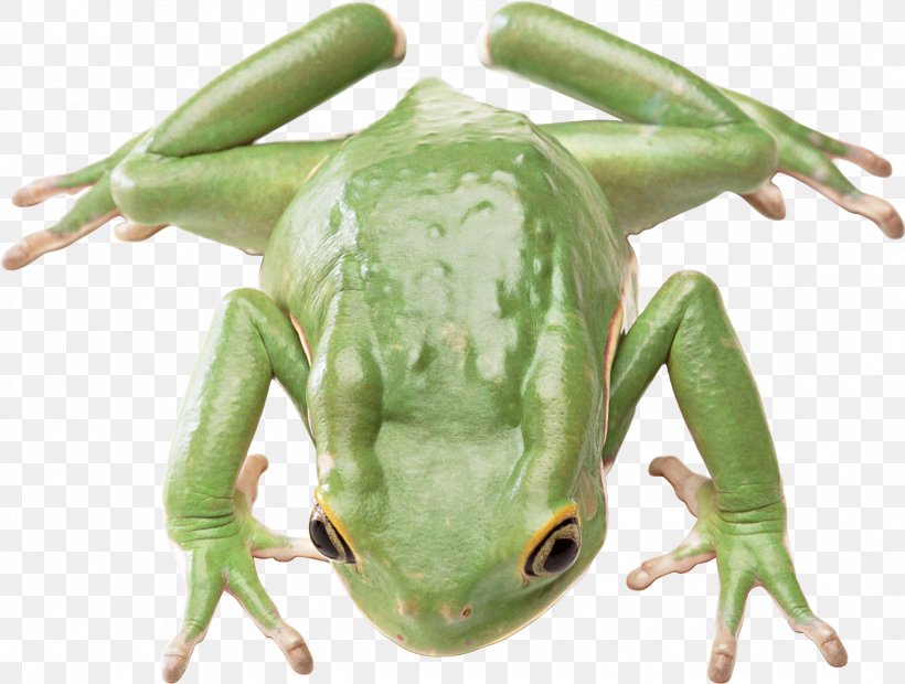 Salamander Frog Animal Reptile Poikilotherm, PNG, 2189x1656px, Frog, Amphibian, Animal, Australian Green Tree Frog, Edible Frog Download Free