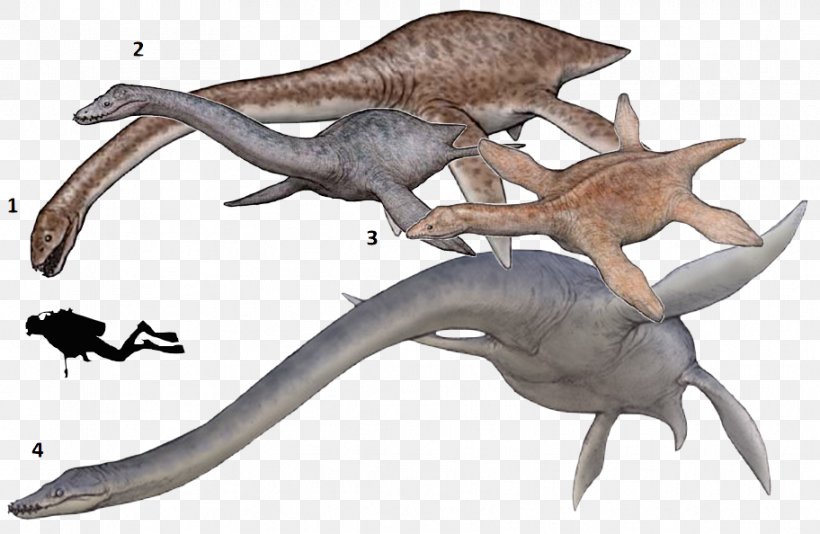 Thalassomedon Elasmosaurus Plesiosauria Hydrotherosaurus Plesiosaur Size, PNG, 912x594px, Thalassomedon, Apex Predator, Chordate, Cryptoclidus, Dinosaur Download Free