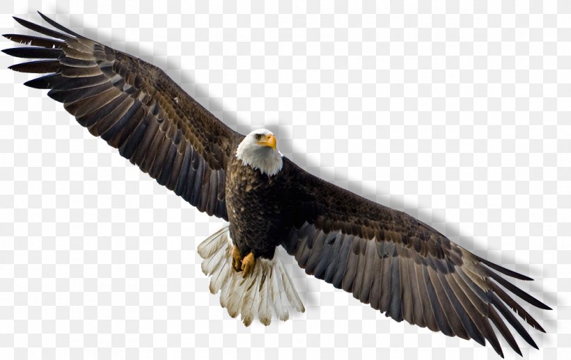 Bald Eagle Flight Clip Art, PNG, 1067x675px, Bald Eagle, Accipitriformes, Beak, Bird, Bird Of Prey Download Free