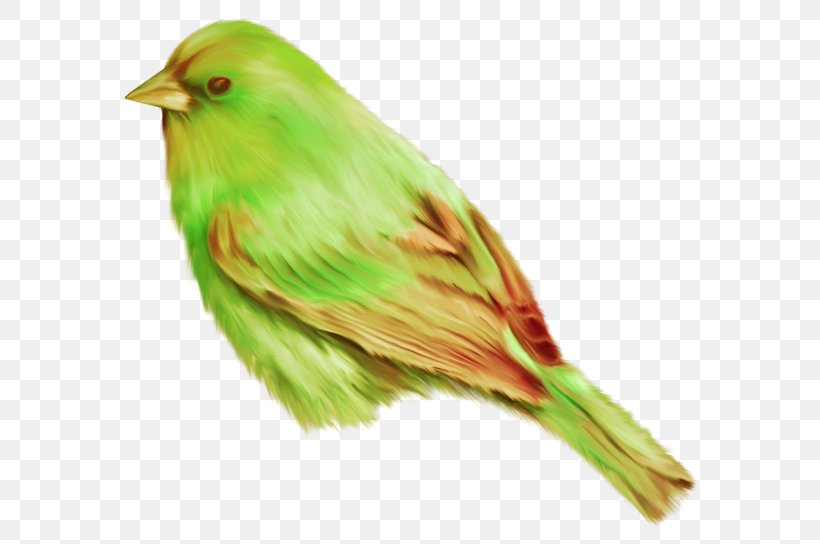 Bird Image File Formats Clip Art, PNG, 600x544px, Bird, Beak, Data Compression, Emberizidae, Fauna Download Free