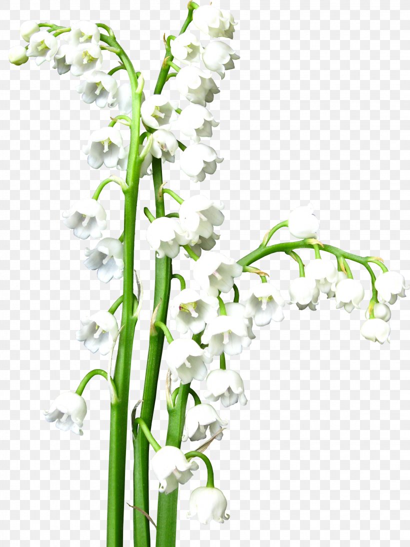 Flower Lily Of The Valley White Clip Art, PNG, 2248x3001px, Flower, Branch, Color, Cut Flowers, Flora Download Free