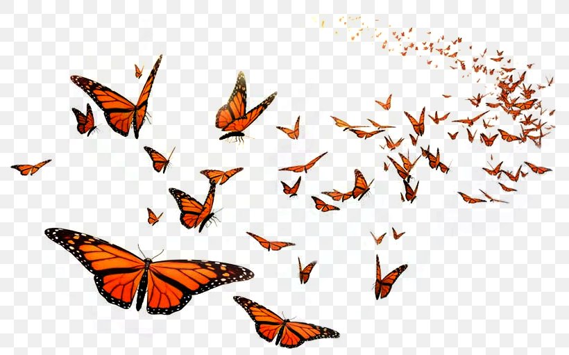 Monarch Butterfly Flight Orange Middle School Insect, PNG, 792x511px, Butterfly, Animal, Arthropod, Brush Footed Butterfly, Butterflies And Moths Download Free