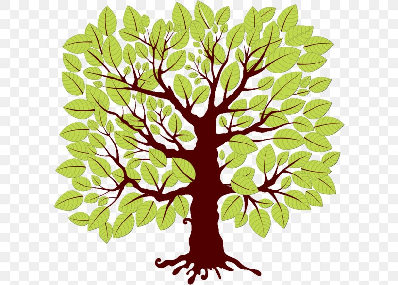Tree Drawing Spruce Maple, PNG, 600x588px, Tree, Branch, Deciduous, Digital Image, Drawing Download Free