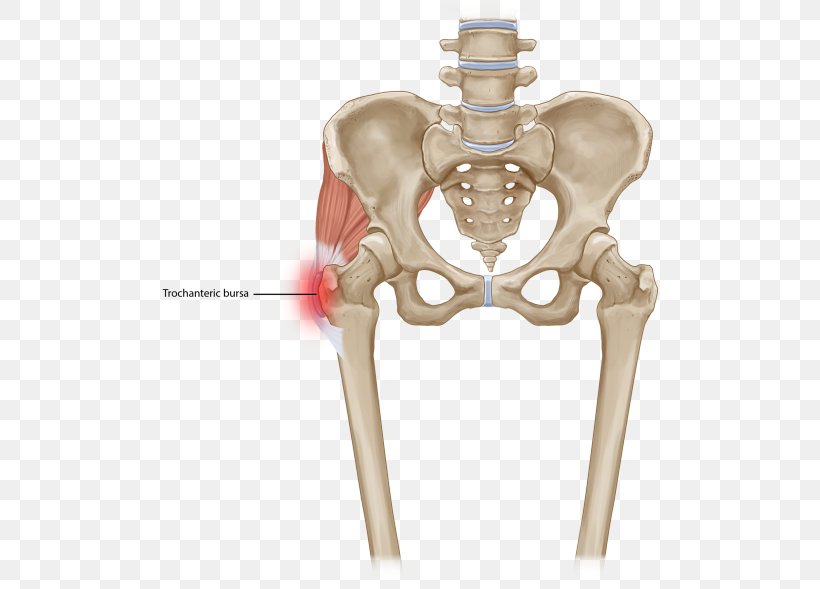 核心肌群 Vertebral Column Pudendal Nerve Quadratus Lumborum Muscle, PNG, 520x589px, Watercolor, Cartoon, Flower, Frame, Heart Download Free