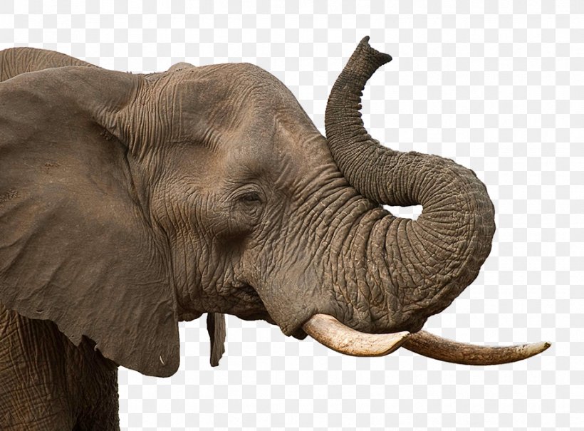 African Elephant Indian Elephant, PNG, 918x678px, Asian Elephant, African Elephant, Elephant, Elephants And Mammoths, Fauna Download Free