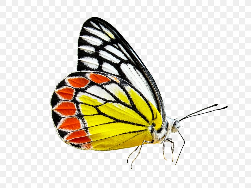 Butterfly Insect Delias Eucharis Clip Art, PNG, 1280x960px, Butterfly, Arthropod, Brush Footed Butterfly, Insect, Invertebrate Download Free