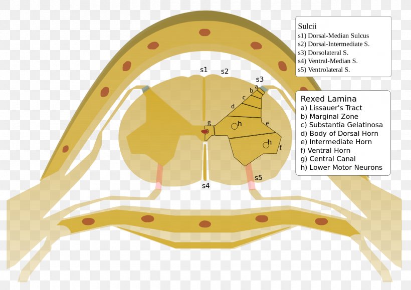 Rexed Laminae Spinal Cord Medulla Oblongata Vertebral Column, PNG, 1280x905px, Rexed Laminae, Anatomy, Anterior Grey Column, Anterolateral Sulcus Of Spinal Cord, Bror Rexed Download Free