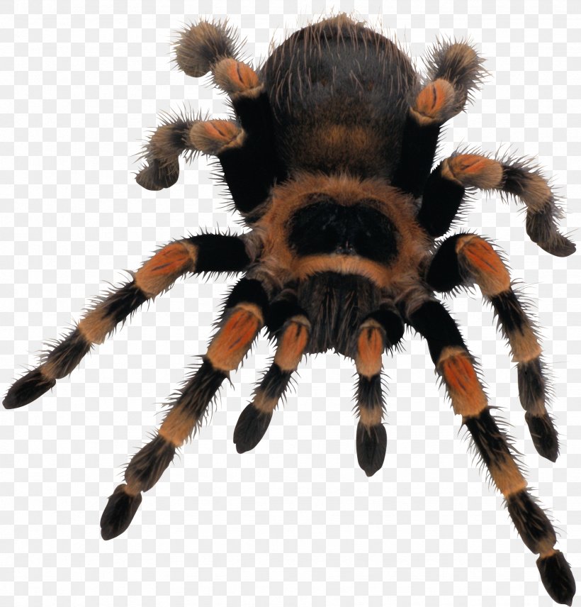 Spider Web, PNG, 1848x1930px, 8 Bit Color, Spider, Arachnid, Arthropod, Image File Formats Download Free