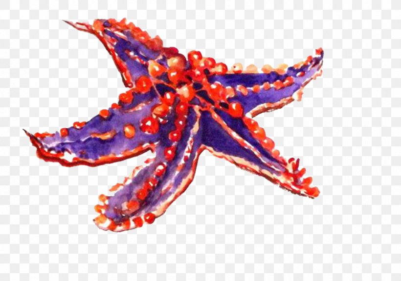 Starfish Drawing Cartoon Image Echinoderm, PNG, 900x633px, Starfish, Biology, Cartoon, Drawing, Echinoderm Download Free