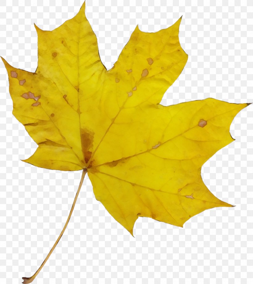 Autumn Leaf Drawing, PNG, 913x1024px, Watercolor, Autumn, Bay Laurel, Black Maple, Canada Download Free