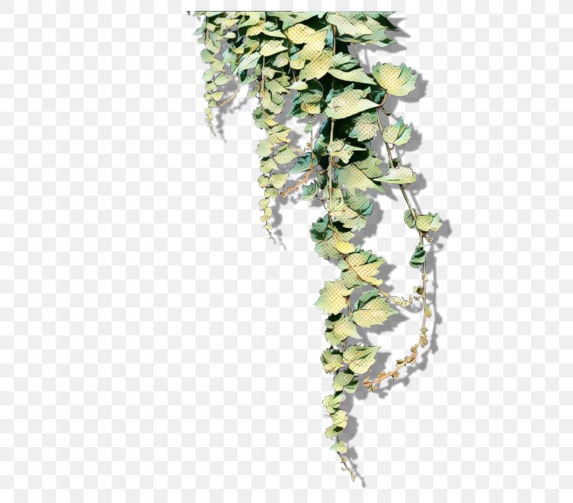 Clip Art River Birch Image Transparency, PNG, 480x720px, River Birch, Birch, Dendrobium, Flower, Ivy Download Free