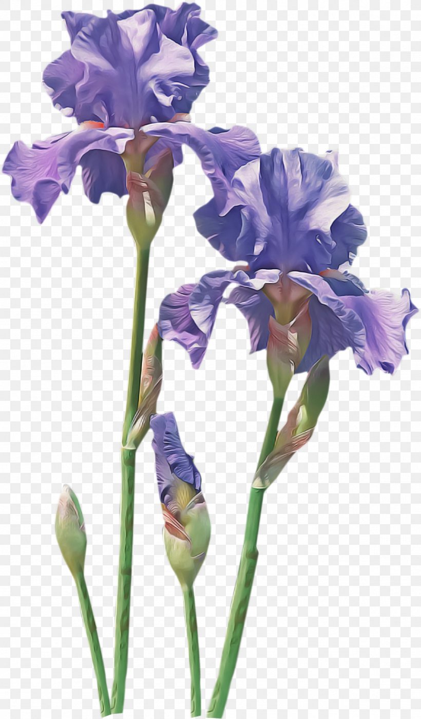 Flower Flowering Plant Plant Cut Flowers Iris, PNG, 1153x1968px, Flower, Cut Flowers, Flowering Plant, Iris, Iris Family Download Free