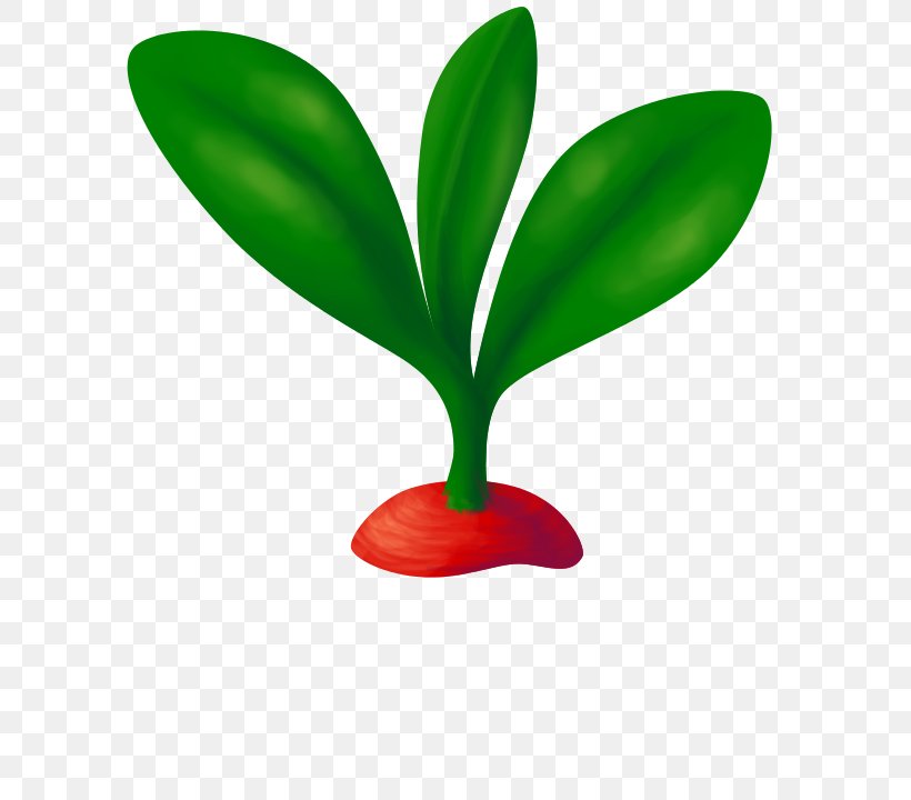 Leaf Flowerpot Plant Stem, PNG, 720x720px, Leaf, Flowerpot, Grass, Plant, Plant Stem Download Free