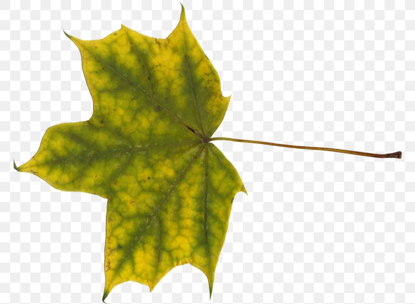 Maple Leaf Norway Maple, PNG, 768x602px, Maple Leaf, Autumn Leaf Color, Big Maple Leaf, Burl, Information Download Free