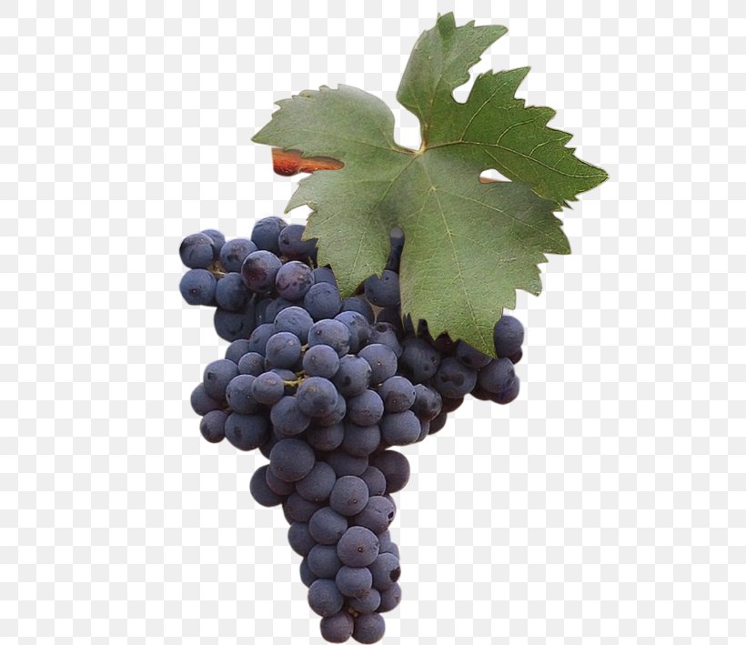 Grape Zinfandel Negroamaro Uva Di Troia Susumaniello, PNG, 595x709px, Grape, Apulia, Common Grape Vine, Fiano, Flowering Plant Download Free