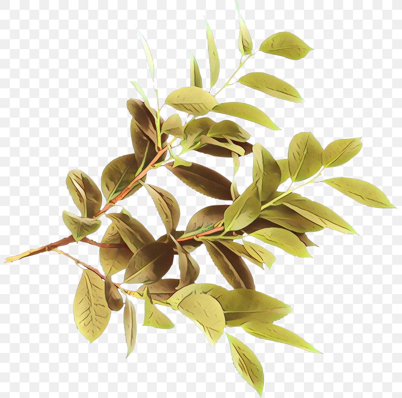 Lemon Tree, PNG, 803x812px, Cartoon, Arizona Cypress, Branch, Cupressus, Flower Download Free