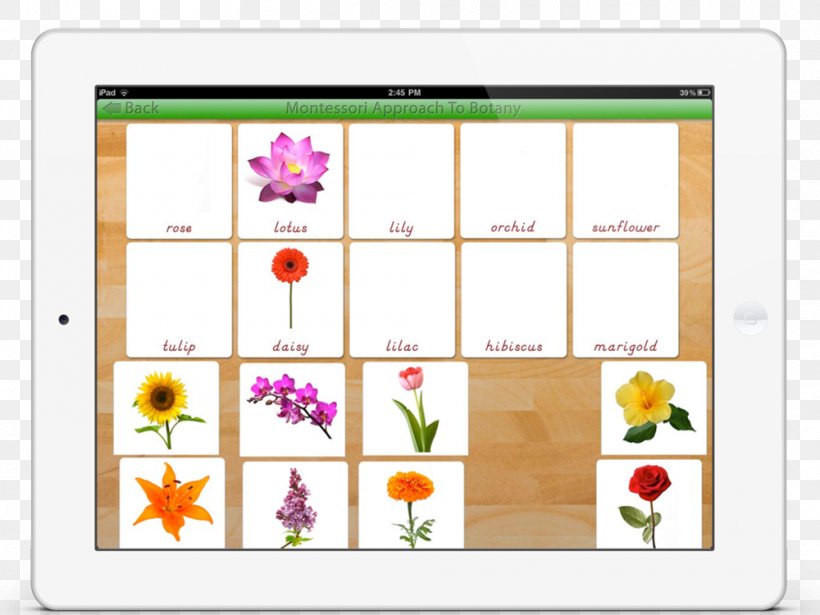 Plant App Store Montessori Education, PNG, 1000x750px, Plant, Animal, App Store, Botany, Floral Design Download Free