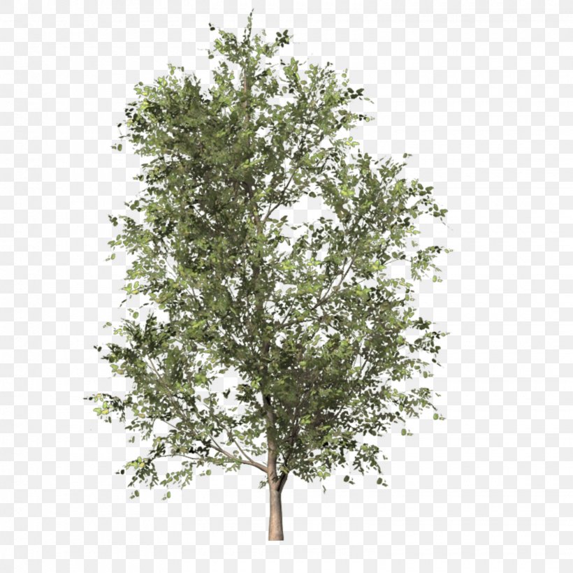 Tree PhotoScape Clip Art, PNG, 1560x1560px, Tree, Branch, Conifers, Digital Image, Evergreen Download Free
