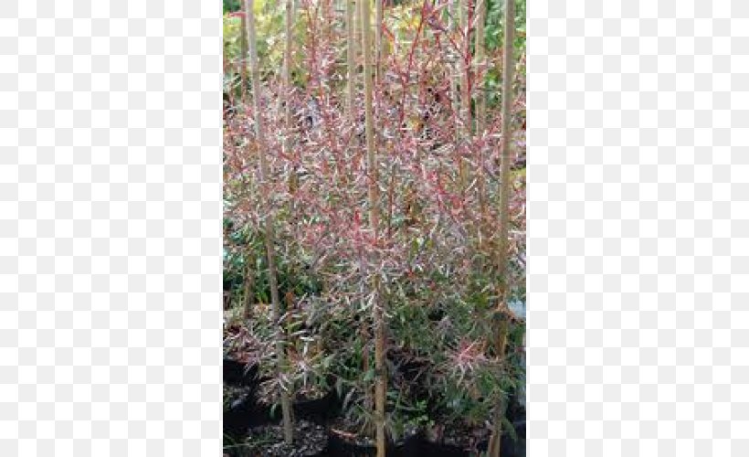 Copper Teatree Subshrub Bronze, PNG, 500x500px, Copper, Branch, Bronze, Color, Cultivar Download Free