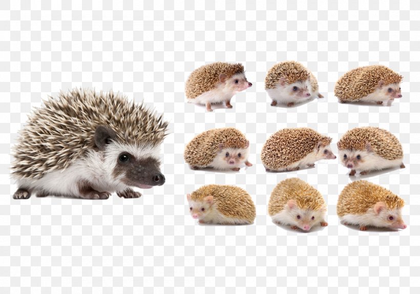 Four-toed Hedgehog Animal Download, PNG, 1000x700px, Four Toed Hedgehog, Animal, Atelerix, Domesticated Hedgehog, Erinaceidae Download Free