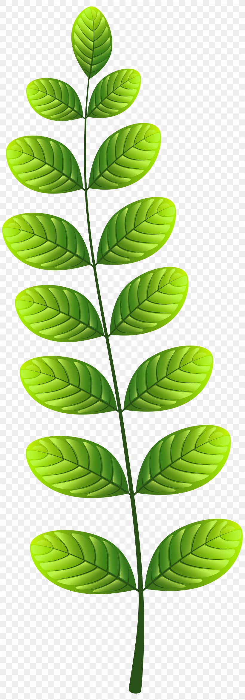 Leaf Clip Art, PNG, 2798x8000px, Leaf, Document, Flora, Grass, Green Download Free