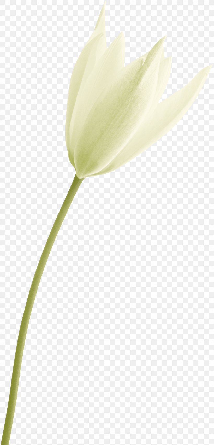 Tulip Plant Stem Bud Close-up Petal, PNG, 1200x2495px, Tulip, Bud, Close Up, Closeup, Flower Download Free