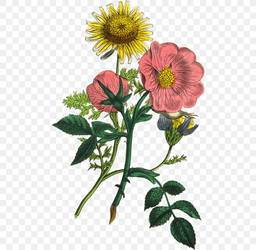 Botanical Illustration Flower Illustration Stock Photography Stock Illustration, PNG, 800x800px, Botanical Illustration, Botany, Chamomile, Cinquefoil, Flower Download Free