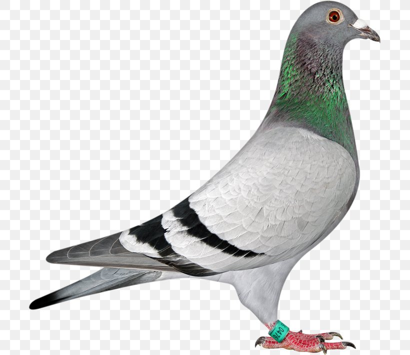 Racing Homer Homing Pigeon American Show Racer Tippler Fancy Pigeon, PNG, 705x710px, Racing Homer, American Show Racer, Beak, Bird, Breed Download Free