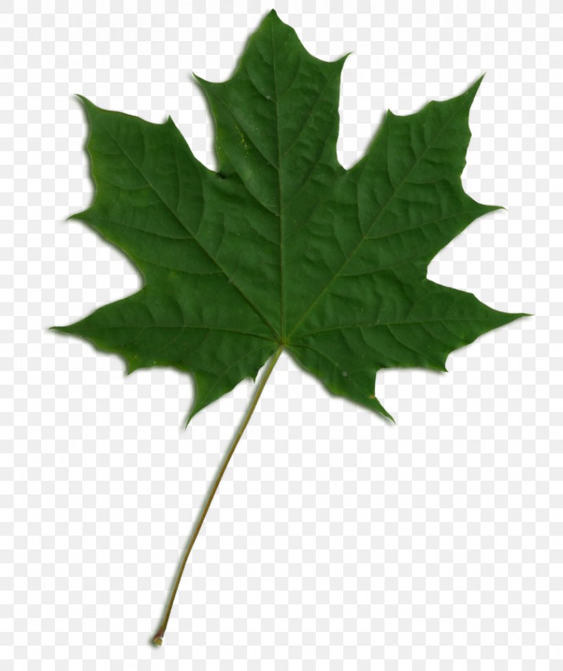 Sycamore Maple Maple Leaf Clip Art, PNG, 859x1024px, Sycamore Maple, Green, Leaf, Maple, Maple Leaf Download Free