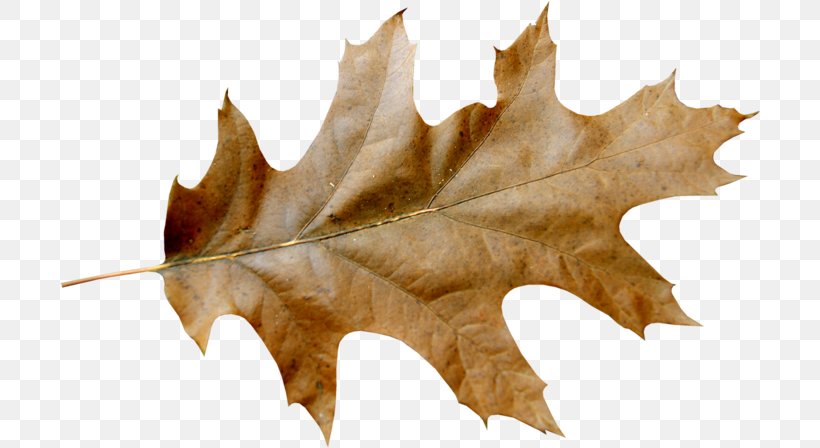 Autumn Leaf Color Clip Art Vector Graphics, PNG, 700x448px, Leaf, Acorn, Autumn, Autumn Leaf Color, Drawing Download Free