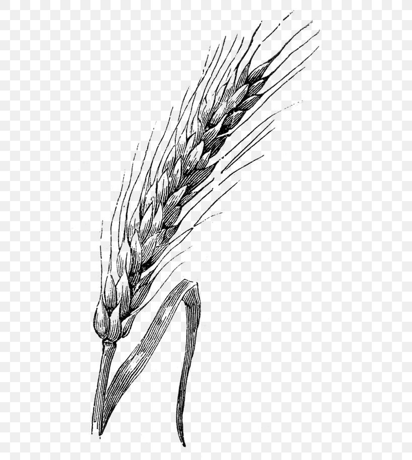 Drawing Wheat Watercolor Painting Sketch, PNG, 543x915px, Drawing, Art, Barley, Black And White, Cereal Download Free