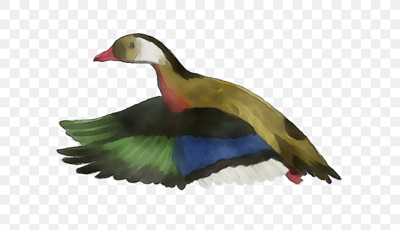 Feather, PNG, 591x472px, Watercolor, Beak, Biology, Birds, Duck Download Free