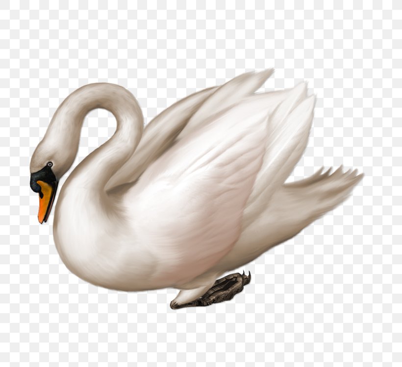Mute Swan Black Swan Bird Clip Art, PNG, 750x750px, Mute Swan, Art, Beak, Bird, Black Swan Download Free