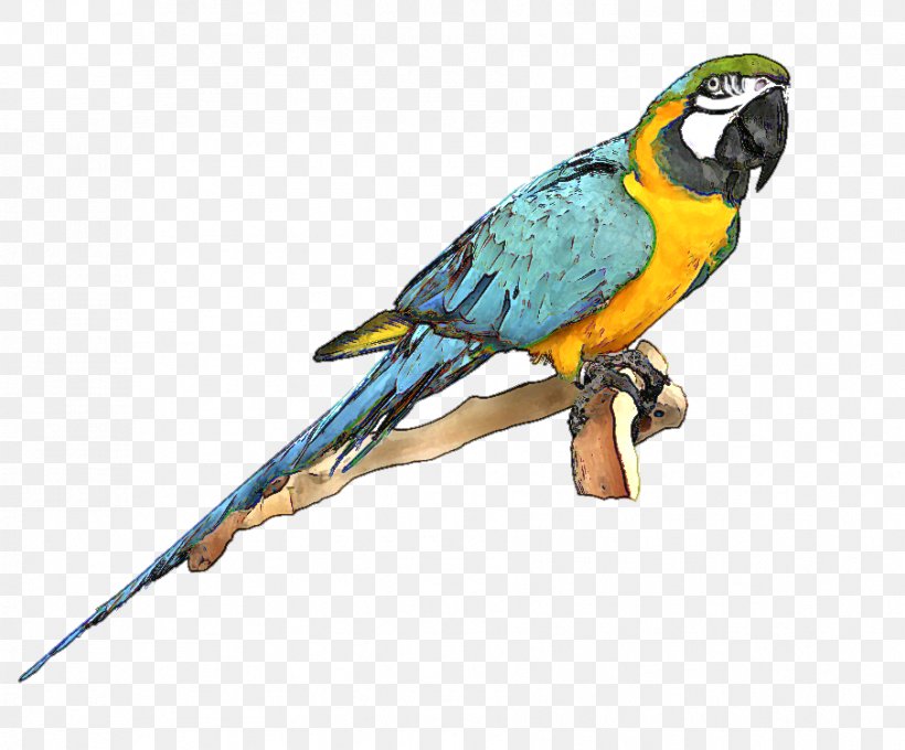 Parrot Bird Blue-and-yellow Macaw Clip Art, PNG, 904x750px, Parrot, Beak, Bird, Blueandyellow Macaw, Cartoon Download Free