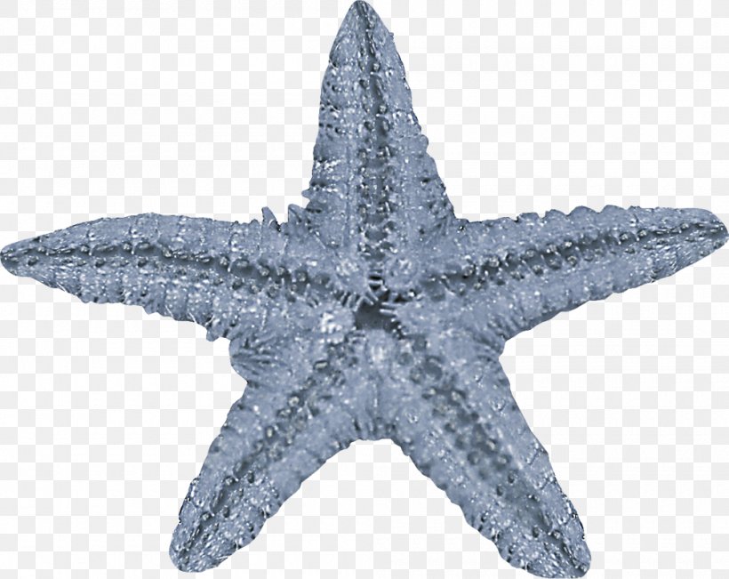 Starfish Mediterranean Sea Sea Urchin Green Red, PNG, 1000x795px, Starfish, Animal, Blue, Echinoderm, Green Download Free