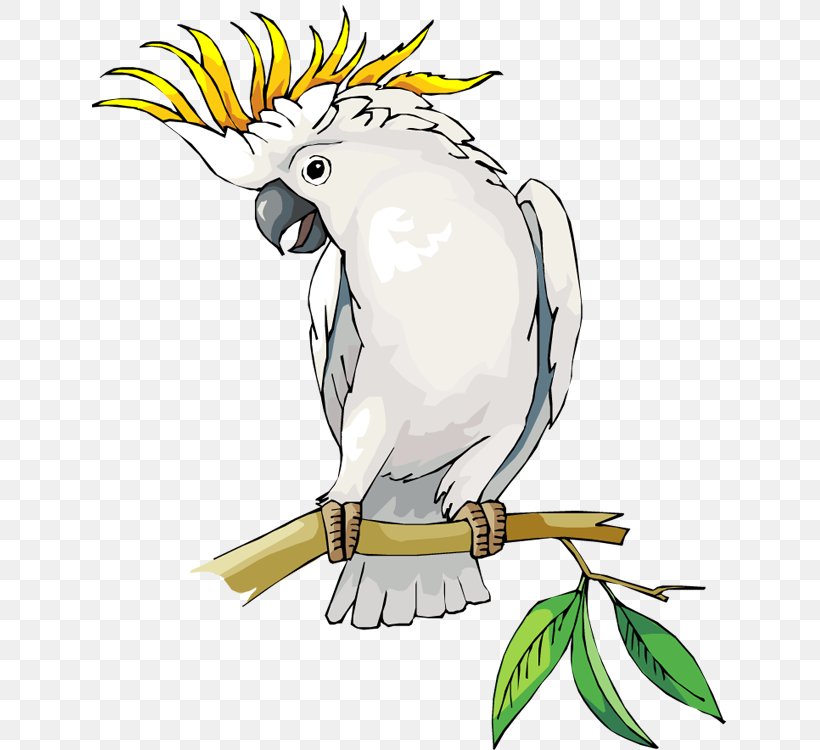 Cockatoo Cockatiel Macaw Clip Art, PNG, 636x750px, Cockatoo, Art, Beak, Bird, Branch Download Free