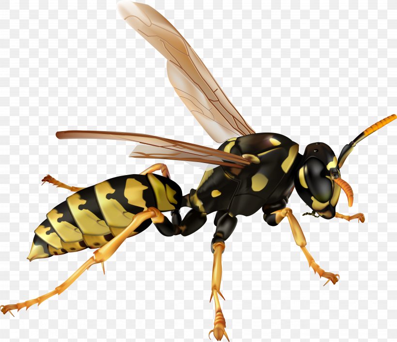 Insect Bee Hornet Clip Art, PNG, 5547x4786px, Insect, Art, Arthropod, Bee, Fly Download Free