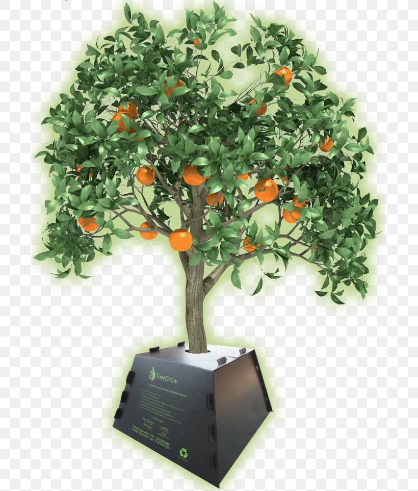Tree Orange Maarab Lebanese Forces President Of Lebanon, PNG, 693x963px, Tree, Bitter Orange, Flowerpot, Fruit, Houseplant Download Free