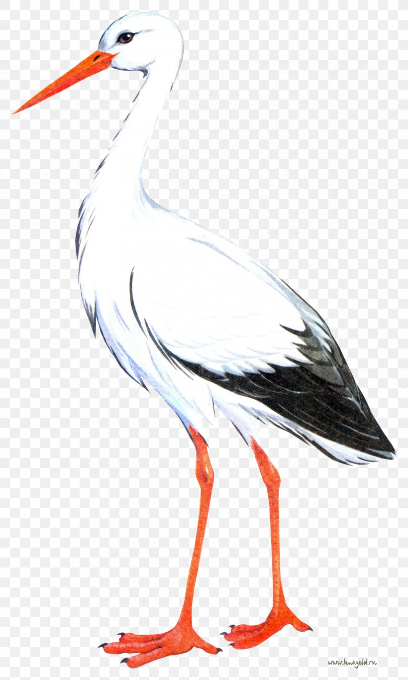 White Stork Bird Crane, PNG, 1768x2947px, White Stork, Ardea, Beak, Bird, Ciconia Download Free