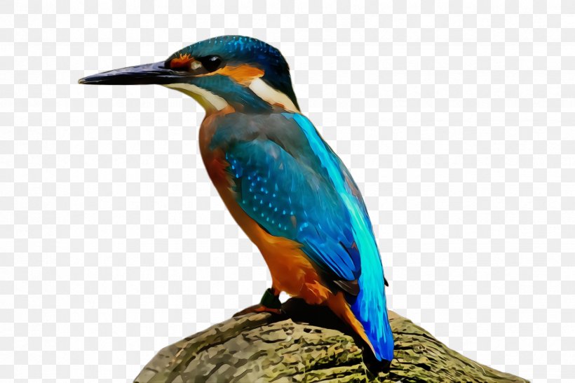 Bird Beak Coraciiformes Wildlife, PNG, 2448x1632px, Watercolor, Beak, Bird, Coraciiformes, Paint Download Free