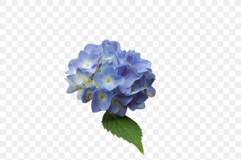 Blue Hydrangea Flower, PNG, 1280x851px, Blue, Color, Cornales, Cut Flowers, Flower Download Free