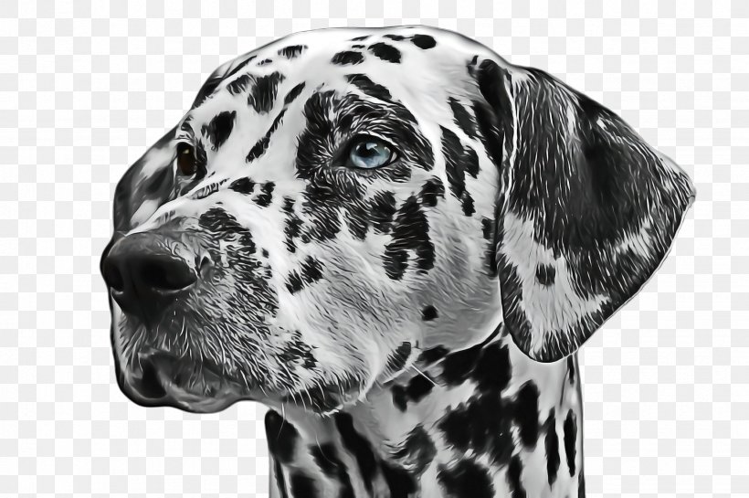 Cute Cartoon, PNG, 2452x1632px, Cute Dog, Animal, Braque Dauvergne, Breed, Dalmatian Download Free