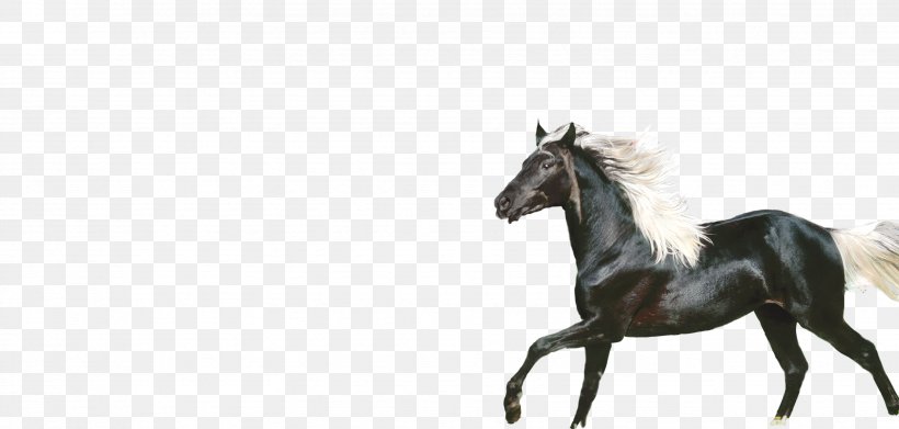 Horse Stallion Icon, PNG, 3471x1659px, Horse, Bridle, Colt, Dark Horse, Halter Download Free