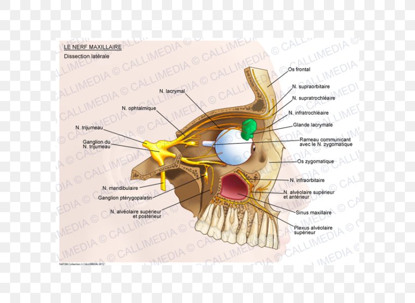 Maxillary Nerve Ophthalmic Nerve Trigeminal Nerve, PNG, 600x600px, Watercolor, Cartoon, Flower, Frame, Heart Download Free