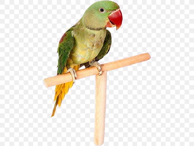 Parrot Lovebird Budgerigar Cockatiel, PNG, 454x618px, Parrot, Beak, Bird, Bird Supply, Budgerigar Download Free