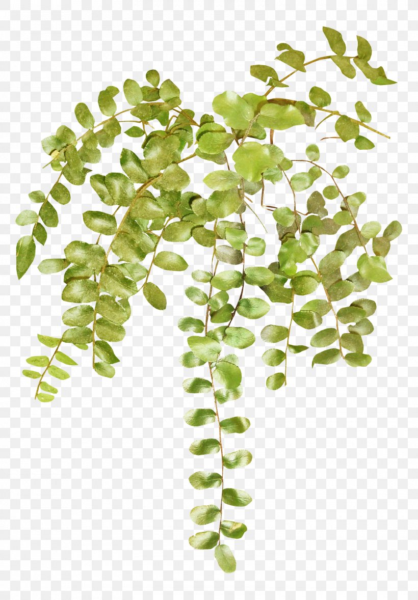 Vine Paper Clip Art, PNG, 1600x2300px, Vine, Bindweed, Branch, Herbaceous Plant, Ivy Download Free