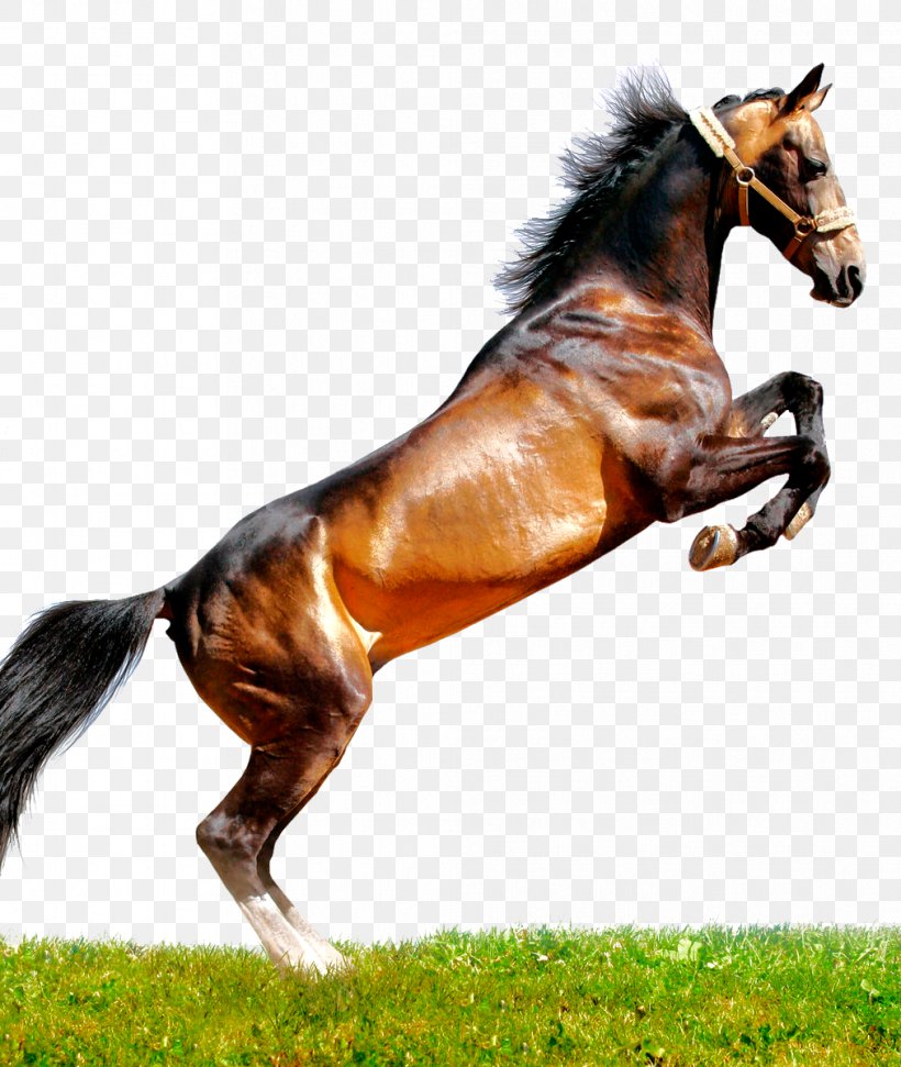 Arabian Horse Peruvian Paso Thoroughbred Mustang Stallion, PNG, 1013x1200px, Arabian Horse, Bit, Bridle, English Riding, Equestrian Download Free