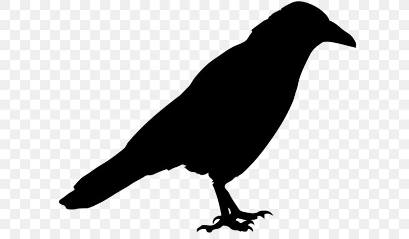 Bird Beak Crow Crow-like Bird American Crow, PNG, 640x480px, Bird, American Crow, Beak, Blackbird, Crow Download Free